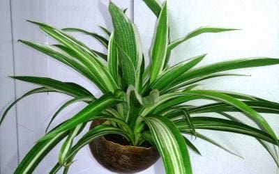 5 Non-Toxic Houseplants That are Safe for Pets