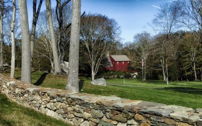 3 Tips for Maintaining Trees on Your Property