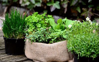 Elevate Outdoor Living Spaces: 9 Container Plants for Your Deck, Porch, or Patio