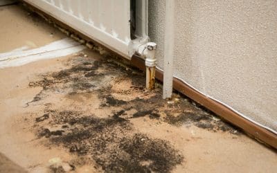 Beyond the Surface: Dangers of Mold in Your Home